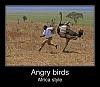 Click image for larger version. 

Name:	angry birds africa.jpg 
Views:	203 
Size:	59.1 KB 
ID:	73724