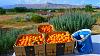 Click image for larger version. 

Name:	Apricots-2016_zps3583a1qv.JPG 
Views:	208 
Size:	213.6 KB 
ID:	73937