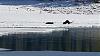 Click image for larger version. 

Name:	Beaver-Otters-3-27-18.jpg 
Views:	169 
Size:	173.3 KB 
ID:	74080