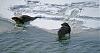 Click image for larger version. 

Name:	River-Otters-4-1-18.jpg 
Views:	353 
Size:	204.6 KB 
ID:	74173