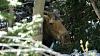 Click image for larger version. 

Name:	Cow-moose-calving-5-4-18.jpg 
Views:	305 
Size:	208.9 KB 
ID:	74627