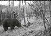Click image for larger version. 

Name:	Jimtown-carcass-cam.jpg 
Views:	313 
Size:	167.3 KB 
ID:	74891