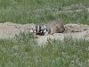Click image for larger version. 

Name:	P1000764 (Small).JPG 
Views:	109 
Size:	106.9 KB 
ID:	74945