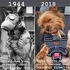 Click image for larger version. 

Name:	tough dog vs shit dog.jpg 
Views:	234 
Size:	30.4 KB 
ID:	75100