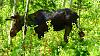 Click image for larger version. 

Name:	Solitude-Lake-Bull.jpg 
Views:	227 
Size:	228.9 KB 
ID:	75155