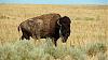 Click image for larger version. 

Name:	Antelope-Island-Bison.jpg 
Views:	223 
Size:	213.8 KB 
ID:	75157