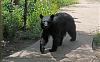 Click image for larger version. 

Name:	Blackie-6-21-18.jpg 
Views:	213 
Size:	195.2 KB 
ID:	75160