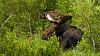 Click image for larger version. 

Name:	Bullwinkle-in-Velvet-6-27-1.jpg 
Views:	215 
Size:	244.6 KB 
ID:	75210