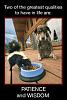 Click image for larger version. 

Name:	PatienceWisdom.jpg 
Views:	240 
Size:	47.0 KB 
ID:	75351