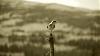 Click image for larger version. 

Name:	Spotted-Sandpiper-7-14-18.jpg 
Views:	249 
Size:	57.3 KB 
ID:	75386