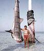 Click image for larger version. 

Name:	Speared Tiger Shark.jpg 
Views:	18 
Size:	118.4 KB 
ID:	75523