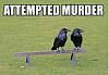 Click image for larger version. 

Name:	AttemptedMurder.jpg 
Views:	226 
Size:	29.0 KB 
ID:	75561