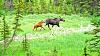 Click image for larger version. 

Name:	Cow-&-young-calf-7-17-18.jpg 
Views:	62 
Size:	196.8 KB 
ID:	75618