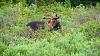 Click image for larger version. 

Name:	Bull-in-velvet-7-17-18.jpg 
Views:	62 
Size:	257.5 KB 
ID:	75620