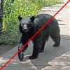 Click image for larger version. 

Name:	NO-BEARS!!.jpg 
Views:	240 
Size:	117.7 KB 
ID:	75691