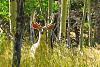 Click image for larger version. 

Name:	Mule-Deer-5x5-8-29-18.jpg 
Views:	363 
Size:	221.9 KB 
ID:	75915