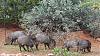 Click image for larger version. 

Name:	Javelina-family.jpg 
Views:	328 
Size:	254.8 KB 
ID:	75917