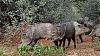 Click image for larger version. 

Name:	Javelina-convention.jpg 
Views:	328 
Size:	252.9 KB 
ID:	75918