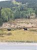 Click image for larger version. 

Name:	2 moose.jpg 
Views:	143 
Size:	104.9 KB 
ID:	75980