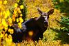 Click image for larger version. 

Name:	Young-bull-moose-9-13-18.jpg 
Views:	198 
Size:	177.1 KB 
ID:	76097