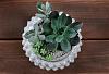 Click image for larger version. 

Name:	TannerSucculents.jpg 
Views:	50 
Size:	117.8 KB 
ID:	76177