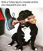 Click image for larger version. 

Name:	dogpatrol.jpg 
Views:	236 
Size:	164.1 KB 
ID:	76275