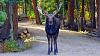 Click image for larger version. 

Name:	Yard-moose-10-3-2018.jpg 
Views:	130 
Size:	211.3 KB 
ID:	76278