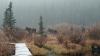 Click image for larger version. 

Name:	Coney-Creek-moose-10-6-18.jpg 
Views:	167 
Size:	145.7 KB 
ID:	76315