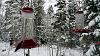 Click image for larger version. 

Name:	8in-snow-5-21-19.jpg 
Views:	534 
Size:	174.2 KB 
ID:	78044
