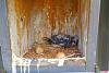 Click image for larger version. 

Name:	Lone-Kestrel-chick-6-29-19.jpg 
Views:	147 
Size:	198.0 KB 
ID:	78320