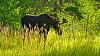 Click image for larger version. 

Name:	Young-bull-8-30-19.jpg 
Views:	147 
Size:	198.9 KB 
ID:	78754