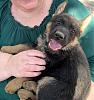 Click image for larger version. 

Name:	Pup.jpg 
Views:	181 
Size:	219.0 KB 
ID:	78797