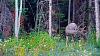 Click image for larger version. 

Name:	Buck-9-22-19.jpg 
Views:	161 
Size:	197.3 KB 
ID:	78803