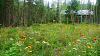 Click image for larger version. 

Name:	Hummingbird-meadow-8-31-17-.jpg 
Views:	180 
Size:	191.4 KB 
ID:	78821