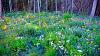 Click image for larger version. 

Name:	Hummingbird-Meadow-8-16-19-.jpg 
Views:	179 
Size:	199.7 KB 
ID:	78822