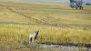 Click image for larger version. 

Name:	Pawnee-coyote.jpg 
Views:	143 
Size:	194.8 KB 
ID:	79042