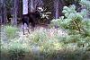 Click image for larger version. 

Name:	Bull-9-23-19.jpg 
Views:	125 
Size:	193.4 KB 
ID:	79046