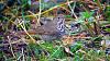Click image for larger version. 
Name:	Hermit-Thrush-9-28-19.jpg 
Views:	184 
Size:	173.0 KB 
ID:	79068