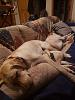 Click image for larger version. 

Name:	Dogs on Couch.jpg 
Views:	281 
Size:	176.8 KB 
ID:	79346