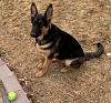 Click image for larger version. 

Name:	Duke6.5MosS.jpeg 
Views:	192 
Size:	99.9 KB 
ID:	79996