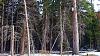 Click image for larger version. 

Name:	Saw-whet-Owl-box-meadow-3-13-20.jpg 
Views:	201 
Size:	223.8 KB 
ID:	80448