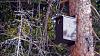 Click image for larger version. 

Name:	Saw-whet-Owl-box-3-16-20.jpg 
Views:	205 
Size:	228.6 KB 
ID:	80449