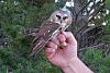 Click image for larger version. 

Name:	Saw-whet-Owl capture.jpg 
Views:	200 
Size:	168.8 KB 
ID:	80452