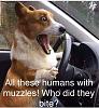 Click image for larger version. 

Name:	corgi.jpg 
Views:	307 
Size:	103.2 KB 
ID:	81142