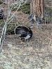 Click image for larger version. 

Name:	IMG_0213.jpg 
Views:	70 
Size:	291.6 KB 
ID:	81451
