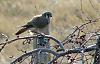 Click image for larger version. 

Name:	Kestrel-&-mouse.jpg 
Views:	129 
Size:	130.7 KB 
ID:	81902