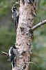 Click image for larger version. 

Name:	Three-toed-Woodpeckers.jpg 
Views:	157 
Size:	170.5 KB 
ID:	82344