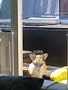 Click image for larger version. 

Name:	corgi.jpg 
Views:	349 
Size:	237.6 KB 
ID:	82571