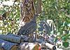 Click image for larger version. 

Name:	Dusky-Grouse-8-7-2020.jpg 
Views:	224 
Size:	240.7 KB 
ID:	82600
