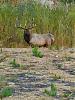 Click image for larger version. 

Name:	bull.jpg 
Views:	134 
Size:	171.5 KB 
ID:	83066